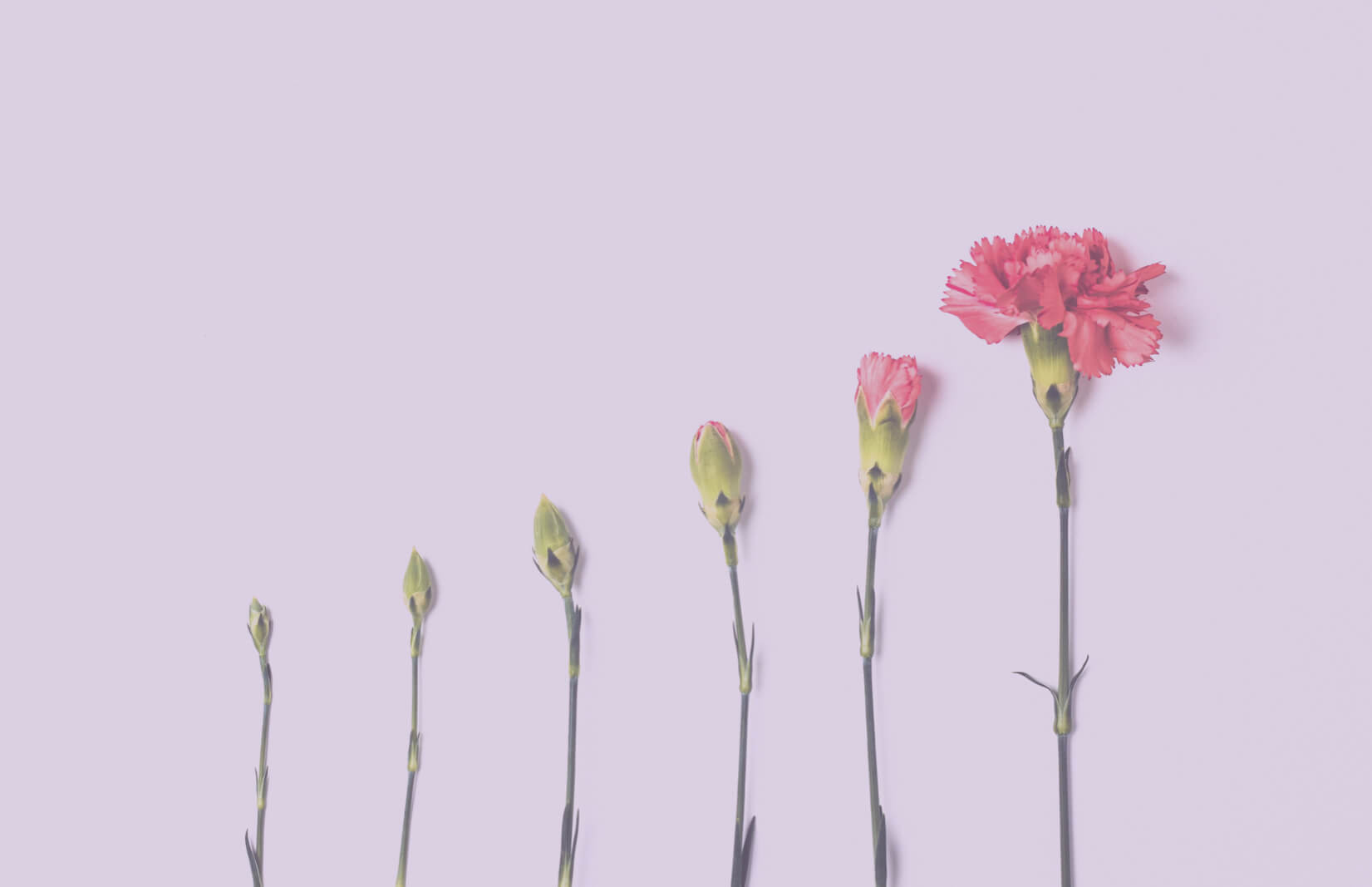 _flowers._001